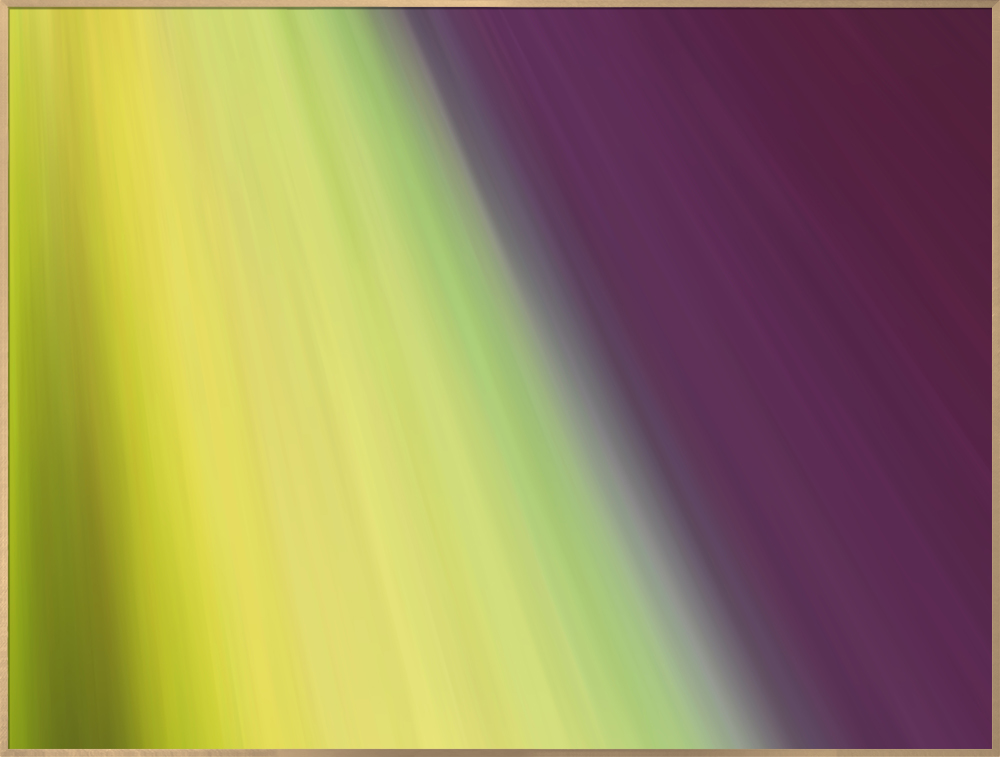 Orchid (VI-017#731)